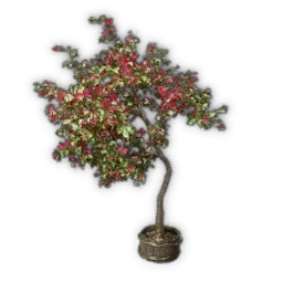 Junger Bougainvillea-Baum