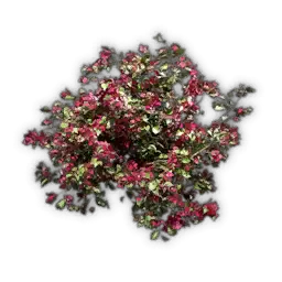 Großer Bougainvillea-Strauch