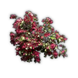 Bougainvillea-Strauch