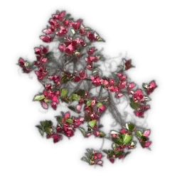 Große Bougainvillea-Kletterpflanze