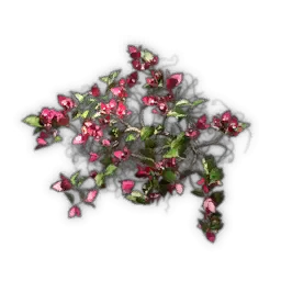 Bougainvillea-Kletterpflanze