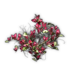 Kleine Bougainvillea-Kletterpflanze