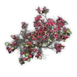 Große, geneigte Bougainvillea