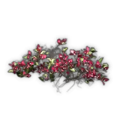 Breite Bougainvillea-Kletterpflanze