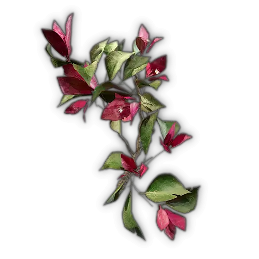 Bougainvillea
