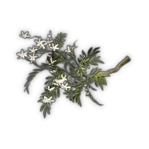 Jasmin