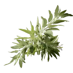 Salbei