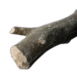 Sapwood