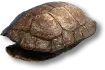 Turtle Shell