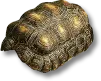Casco de Tartaruga Raro