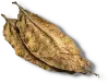 Dried Tobacco