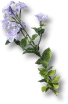 Erva