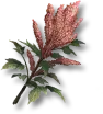Quinoa