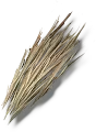 Stroh