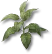 Tobacco