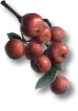 Fruta Selvagem