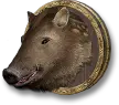 Boar Specimen