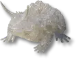 Crystal Fogfrog