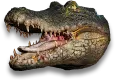 Baby Alligator