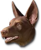 Filhote de Cão de Caça