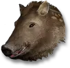 Baby Boar
