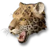 Filhote de Leopardo-da-selva