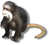 Affe