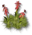 Decorative Greenery - Flowers