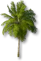 Decorative Greenery - Coconut Tree