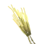 Barley