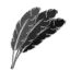 Feathers