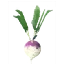 Turnip