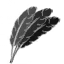 Feathers
