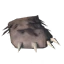 Bear Paw