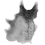 Wolf Pelt