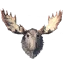 Moose Trophy
