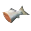 Raw Fish