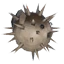 Pufferfish