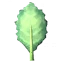 Kale