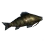 Giant Herring