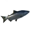Tuna