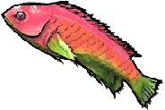 Labre rose