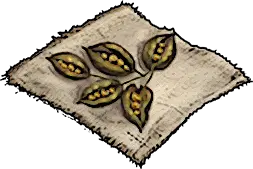 Ficus Seeds